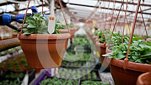 Blooming flower in greenhouse. Green Petunias Before Blossoming Growing in a Greenhouse. Growing petunia flowers in a