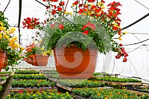 Blooming flower in hanging pot on the foreground. Concept of producing flowers in a greenhouse