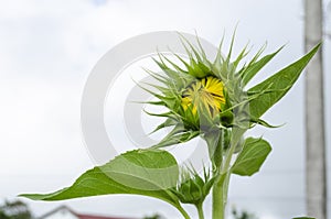 Blooming Flower Head of Helianthus Annuus