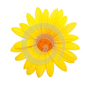Yellow daisy flower