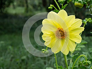 Blooming flower head of a yellow dahlia in extreme closeup