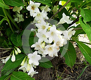 Blooming flower jasmine with leaves, living natural nature