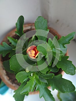 Blooming flower of Kalanchoe in a pot