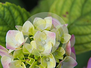 Blooming flower in macro mode