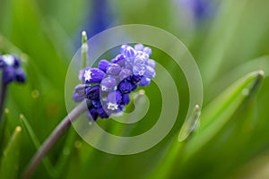 Blooming Flower Muscari Armeniacum In Garden Close Up