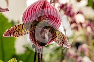 Blooming flower of orchid Phalaenopsis hybride with a large chalice, lip and petals
