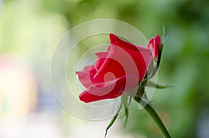 Blooming flower in the park