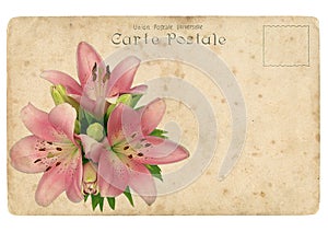 Blooming flower of pink lily. Old postcard