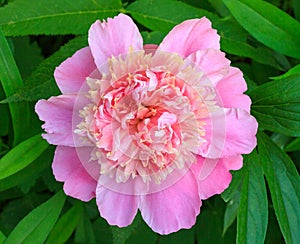 Blooming flower pink peony closeup, top view