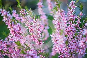 Blooming flower pink Prunus triloba with blurred green nature background. Springtime blossom concept