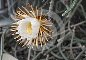 Blooming flower Queen of the night. Selenicereus grandiflorus Blooming one night only.