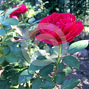 Floreciente flor rosas hojas verdes 