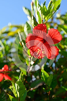 Blooming flower rose plant floret tropical herb