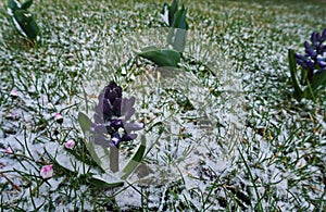 Blooming flower in snow