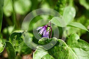 Blooming flower of the plant Soldanella