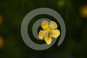 Blooming flower in spring, buttercup, crowfoot, ranunculus