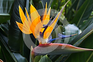 Blooming flower of Strelitzia reginae. Long orange. Strelizia. Bird of paradise