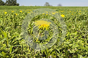 Blooming flower Taraxacum officinale (common dandelion, dandelion)