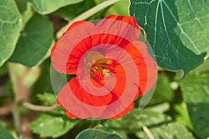 Blooming flower of tropaeolum commonly known as nasturtium