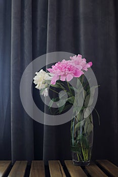 Blooming flower in vase. Fluffy peonies bouquet on dark grey background.