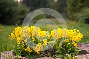 A blooming flowerbed of yellow Primroses against a landscape design of other plants in soft evening lighting. Background