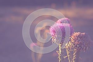 Blooming flowering thistle. Soft view and background with Cotton Thistle