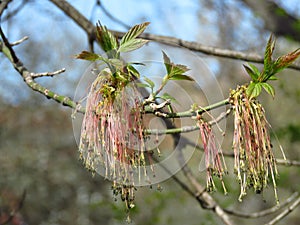 Blooming flowering tree shrub twig on blurred background. Close up of green blossom and in spring. Long stamen.