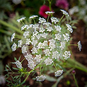 Blooming flowers