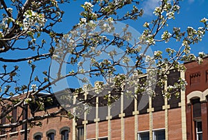 Blooming flowers on 1st Street