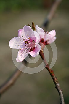 Blooming flowers