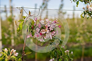 Blooming flowers of apple tree on branches. Close up of apple flowers with defocus in background.