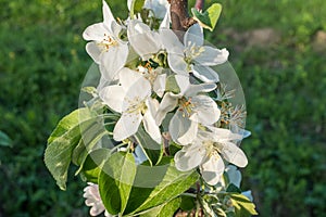 Blooming flowers of a apple tree close up. Macro photo, flowers of apple. Apple Trees have pretty flowers in the spring