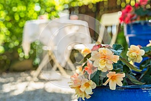 Blooming flowers with bistro cafe in summer sunny garden