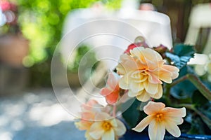 Blooming flowers with a blurred sunny garden