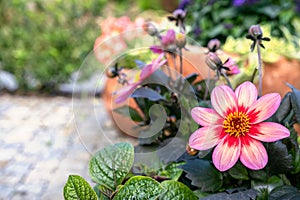 Blooming flowers with blurred sunny summer garden