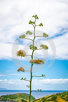 Blooming flowers of century plant in Guadeloupe.