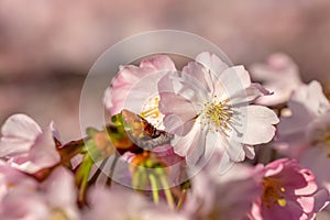 Art photography of blooming flowers cherry tree