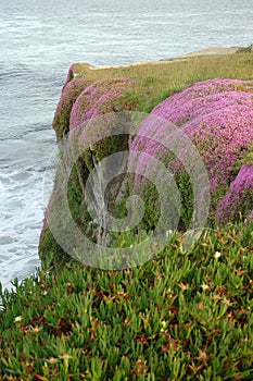 Blooming Flowers on a Cliff at California Coast