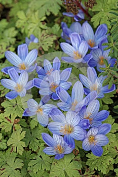 Blooming flowers Colchicum in autumn batanical garden. photo