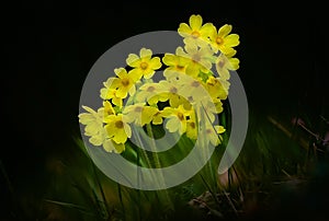 Blooming flowers of cowslip, primrose or Primula veris