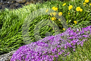 Blooming flowers and creek, Cicmany, Slovakia