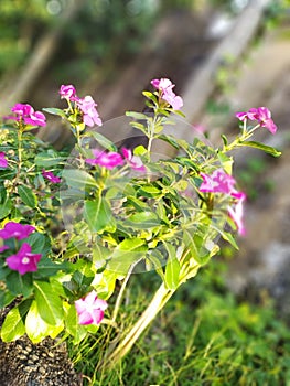 Blooming flowers evening