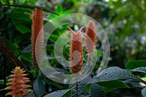 Blooming flowers of exotic columbian plant aphelandra flava of the acanthus family Acanthaceae