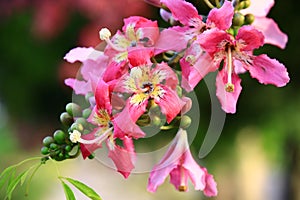 blooming flowers of Floss-silk Tree or Silk floss Tree