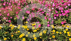 Blooming flowers in a flower bed. Petunias, marigolds