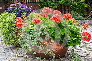 Blooming flowers in flower pots on terrace in garden