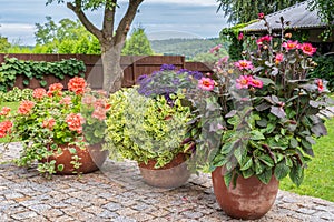 Blooming flowers in flower pots on terrace in garden