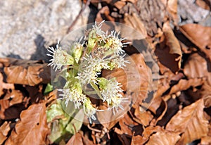 Blooming flowers in the forest, Slovakia