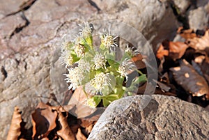 Blooming flowers in the forest, Slovakia