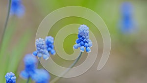 Blooming flowers in garden. Blue grape hyacinth flowers blooming in early spring. Selective focus.